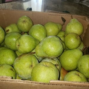 Meet your Posher, Britney